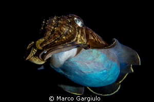 Mediterranean Cuttlefish Sepia officinalis, night dive 
... by Marco Gargiulo 
